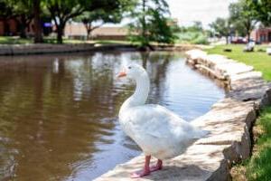 Gilbert the Goose stands by the HSU pond. 